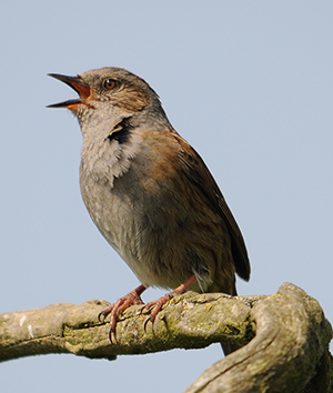 Dunnock - Amy Lewis