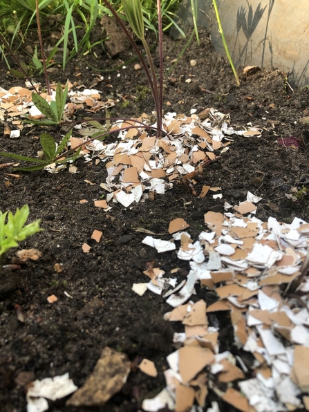 Eggshells on flowerbed 