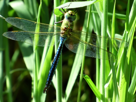 emperor dragonfly