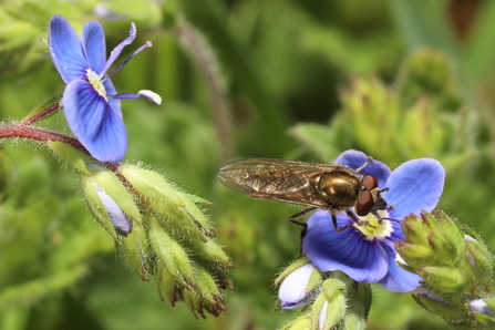 Germander speedwell - Martin Smith