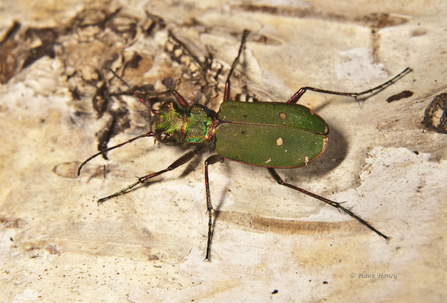 Green-tiger beetle - Hawk Honey 