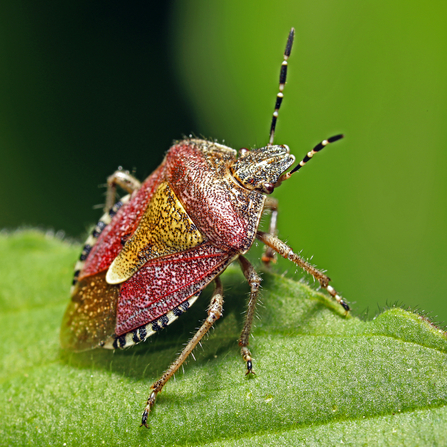 Hairy shield bug - Martin Smith