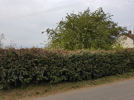 Suffolk Wildlife Trust