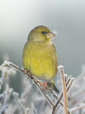 Greenfinch - Mark Hamblin