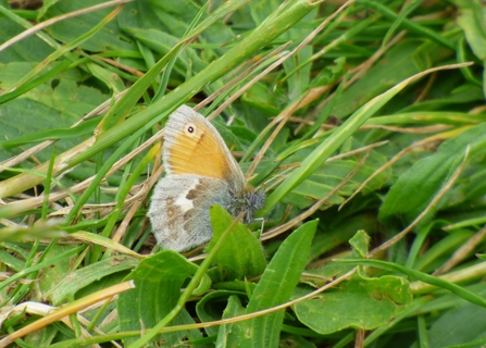 small heath