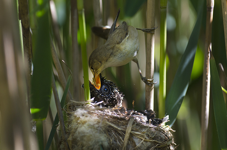 Reed warbler feeding cuckoo chick - David Tipling