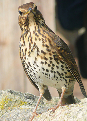 Suffolk Wildlife Trust