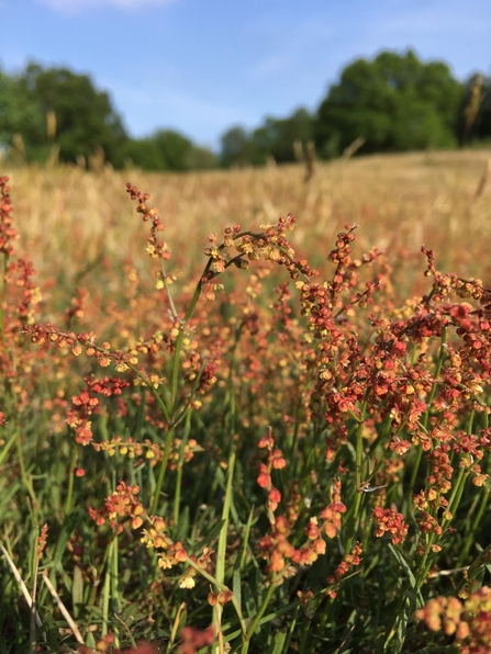 Sheep's sorrel, Blaxhall Common - Ben Calvesbert 