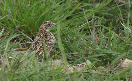 Skylark chick - Andrew Easton