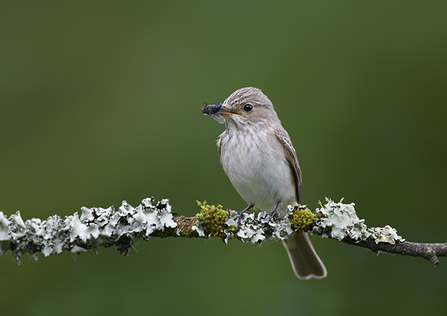 Spotted flycatcher - Richard Steel