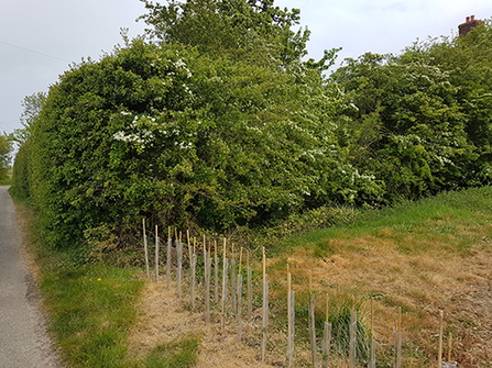 Suffolk Wildlife Trust