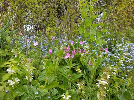 Wild flower border - Cathy Smith