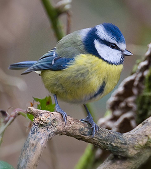 Blue tit - David Longshaw