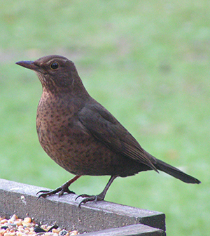 Female blackbird - Richard Burkmarr