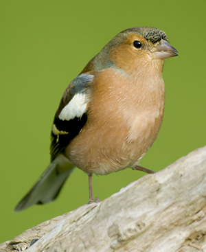 Chaffinch - John Bridges