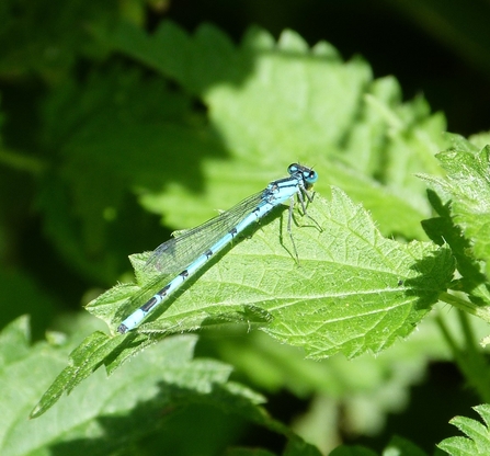 damselfly