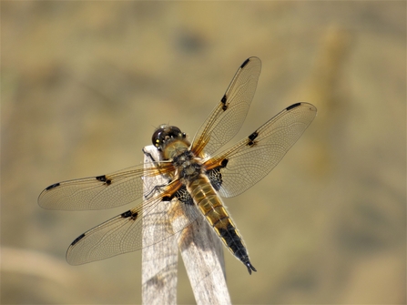 four-spotted chaser