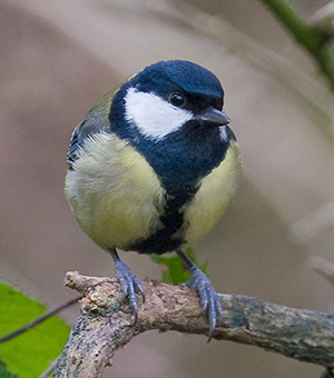 Great tit - David Longshaw