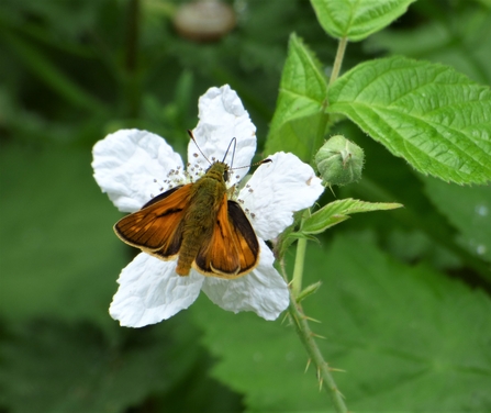 large skipper