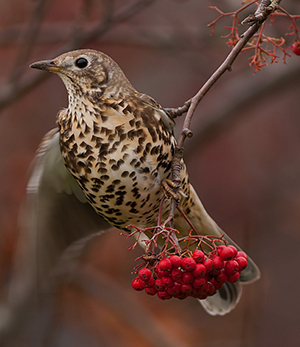 Mistle thrush - John Bridges 