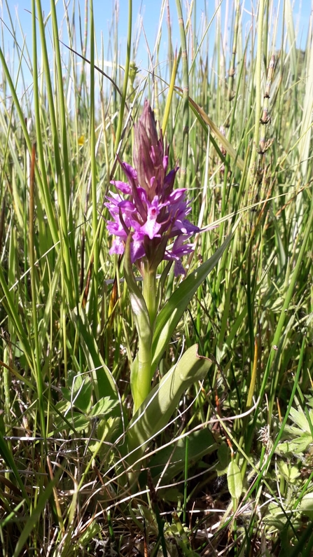 Southern marsh orchid - Andrew Excell 
