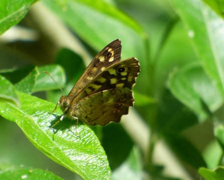 speckled wood