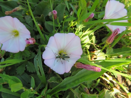 Bindweed Convolvulus arvensis, with swollen thighed beetle- Oedemera nobilis  - Susan Stone 