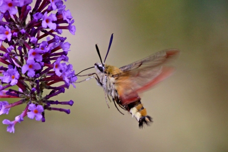 Broad bordered bee moth - Margaret Holland 
