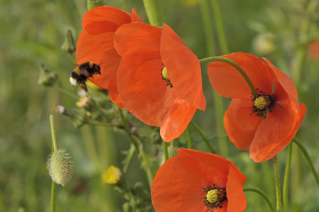 Buff tailed bumblebee on poppies - Chris Gomersall/2020vision