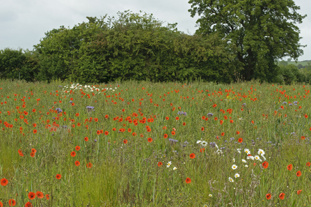 Conservation margin with poppies and ox-eye daisies - Chris Gomersall/2020vision