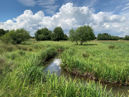 Darsham Marshes - Steve Aylward