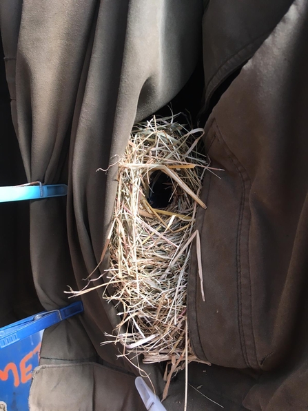 Wren's nest in coat pocket - Ben Calvesbert 