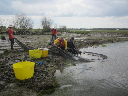 Fish survey work at Hazlewood Marshes - Andrew Excell