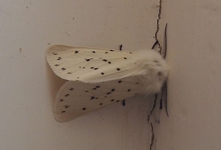 White ermine moth - Susan Stone 