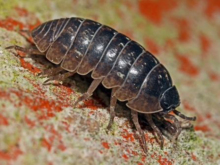 Pill woodlouse - Martin Smith