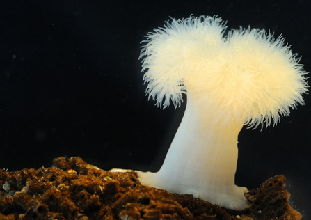 Plumose anemone - Amy Lewis