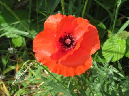 Poppy, Papaver rhoeas - Susan Stone 