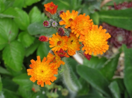 Fox and Cubs, Pilosella aurantica - Susan Stone