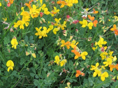 Bird’s foot trefoil, Lotus corniculatus - Susan Stone 