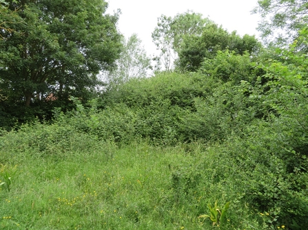 Martins Meadow - Susan Stone
