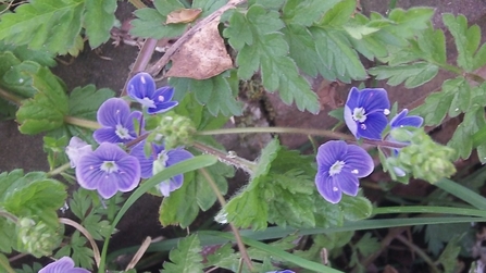 Germander Speedwell, Veronica chamaedrys - Susan Stone 