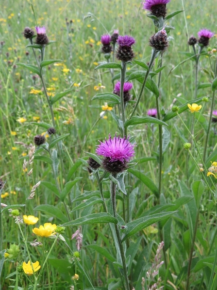 Violet - Knapweed, Centaurea nigra - Susan Stone