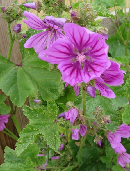 Common Mallow - Malva sylvestris - Susan Stone 