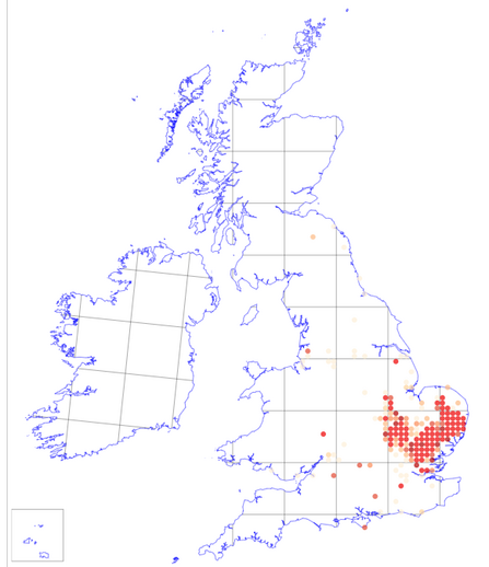 Sulphur clover distribution map - BSBI 