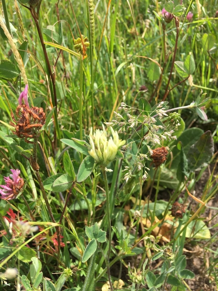 Sulphur clover - Ben Calvesbert 