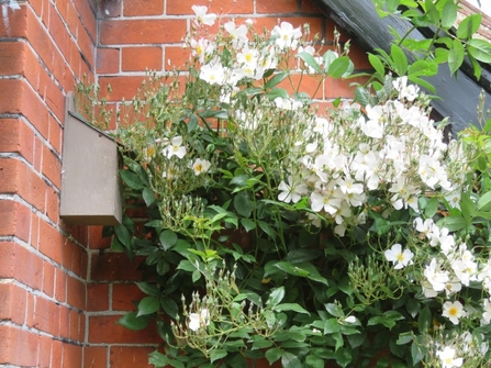 Susan's nest box with tree bumblebee tenants 