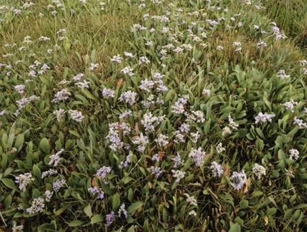 Saltmarsh with sea lavender and sea purslane - Terry Whittaker/2020VISION