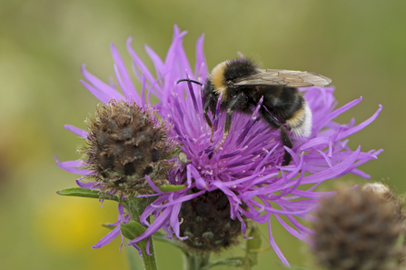 Southern cuckoo bee on knapweed - Chris Gomersall/2020Vision
