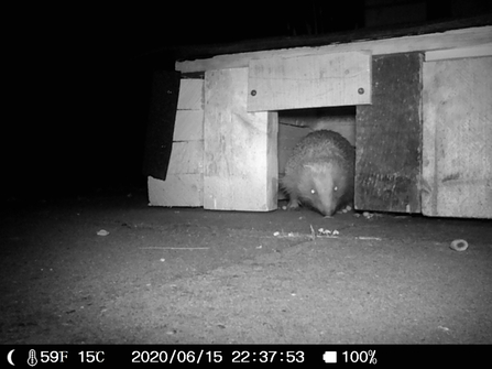 Hedgehog in feeding station - Shaun Norris 