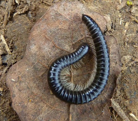 Millipede - Joy Russell